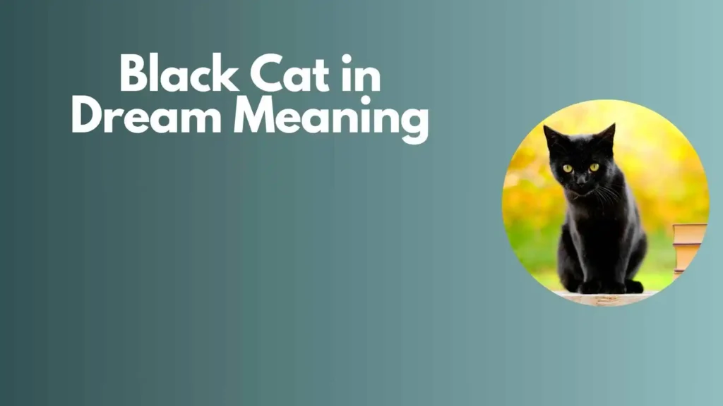 Meaning of black cat