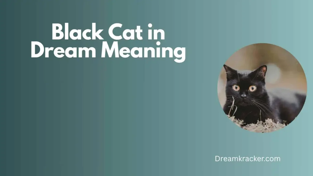 Spiritual Meaning of black cat in dream