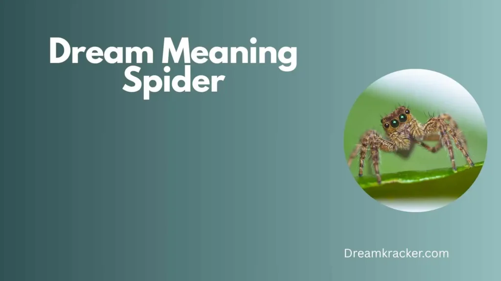 General Meaning of Dream Meaning Spider